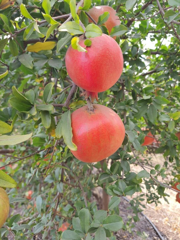 Organic Fresh Pomegranate