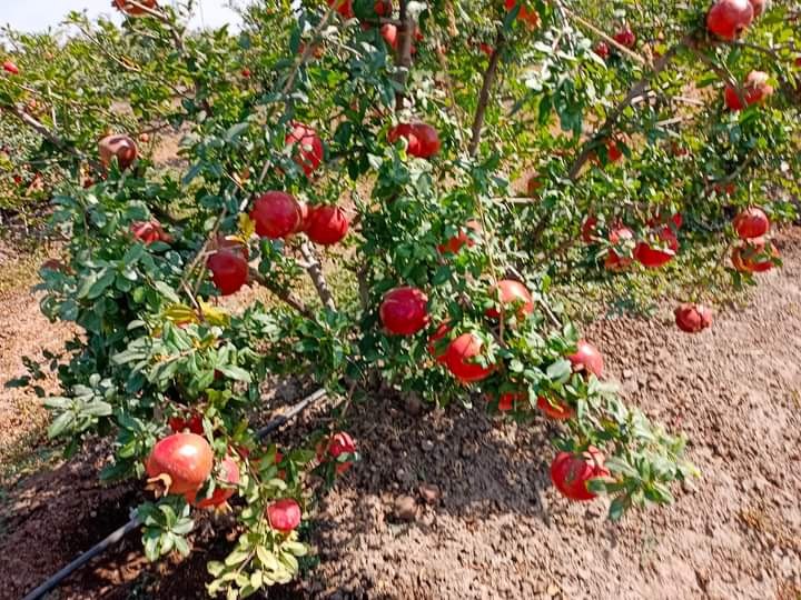 Fresh Organic Pomegranate, Packaging Type: Loose