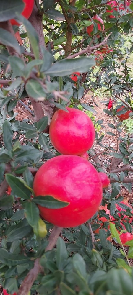 Organic Pomegranate Fruit, Packaging Type: Loose