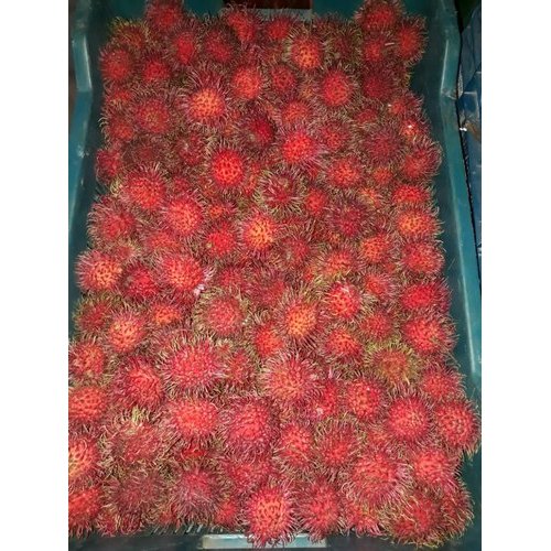 A Grade Healthy Red Rambutan, Packaging Type: Carton, Packaging Size: 5 Kg