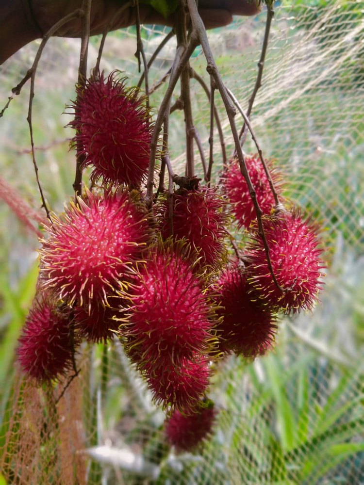 Rambutan Fruit, Packaging Type: Carton