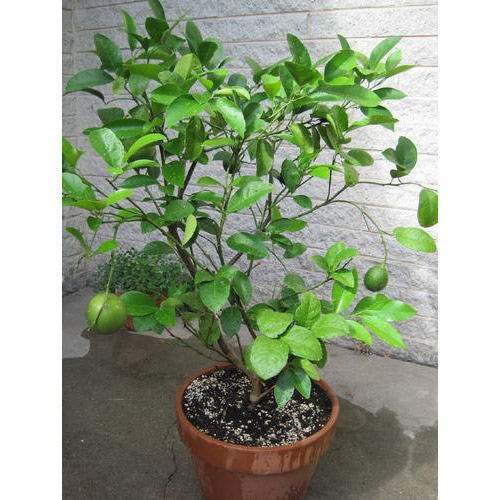 Kagzi Grafted Lemon Plant