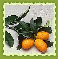 Citrus Fruits, Orange, Tangarine, Maltese Orange