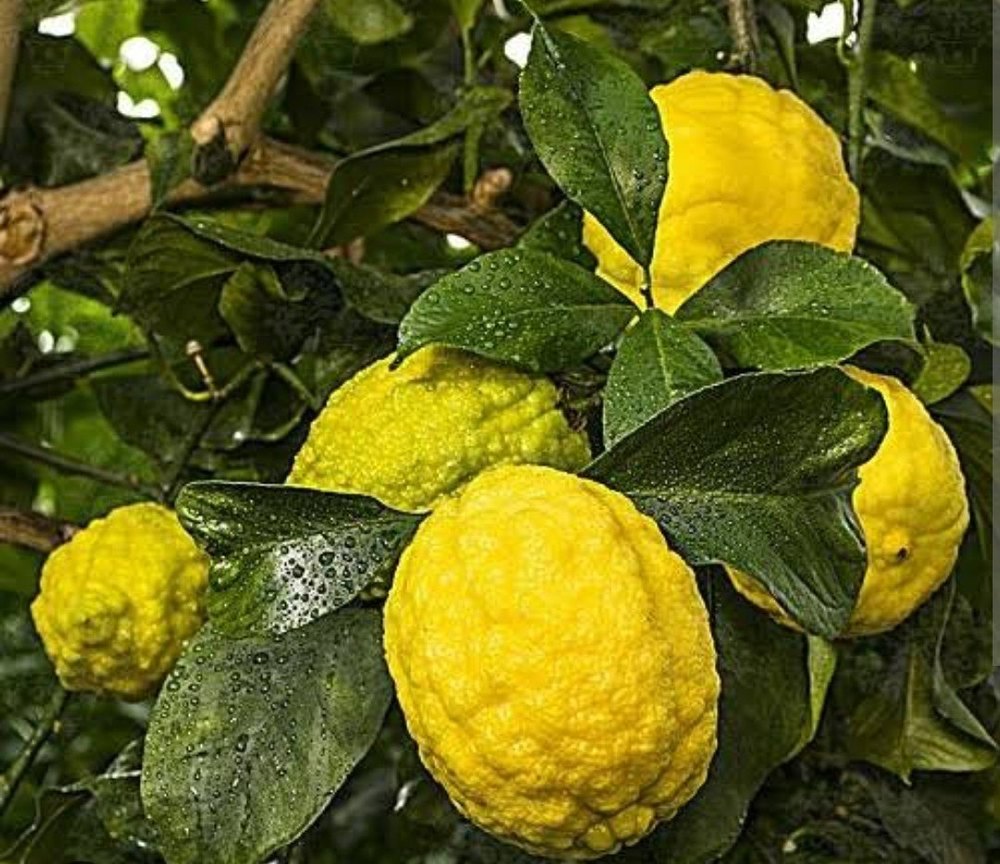 Lemon A Grade Fresh Citrus Fruit, Packaging Type: Loose
