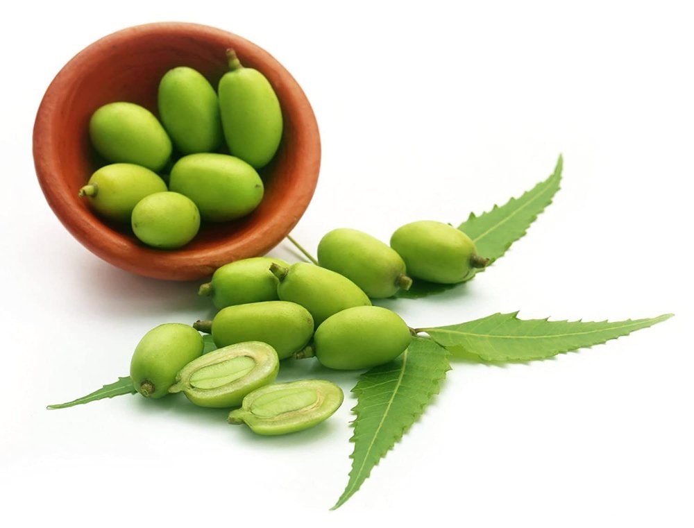 Fresh And Dry Neem Fruits , Neemboli , Neem Bij , Nim Bij, Packaging Type: PP Bag