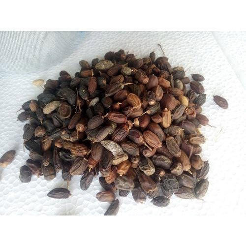 Dried Neem Fruits