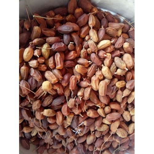 Neem Fruit, Packaging Type: Jute Sack, Packaging Size: 50 Kg