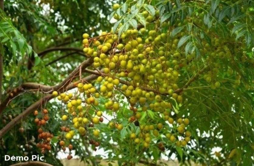Nimboli Fruit, Packaging Type: Jute Bag, Packaging Size: 50 Kg