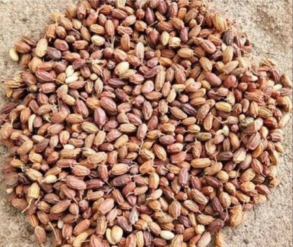 Neem Fruits, Packaging Type: Bag