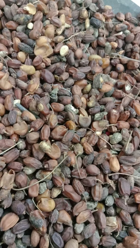B Grade Dry Neem Fruit, Packaging Type: Loose