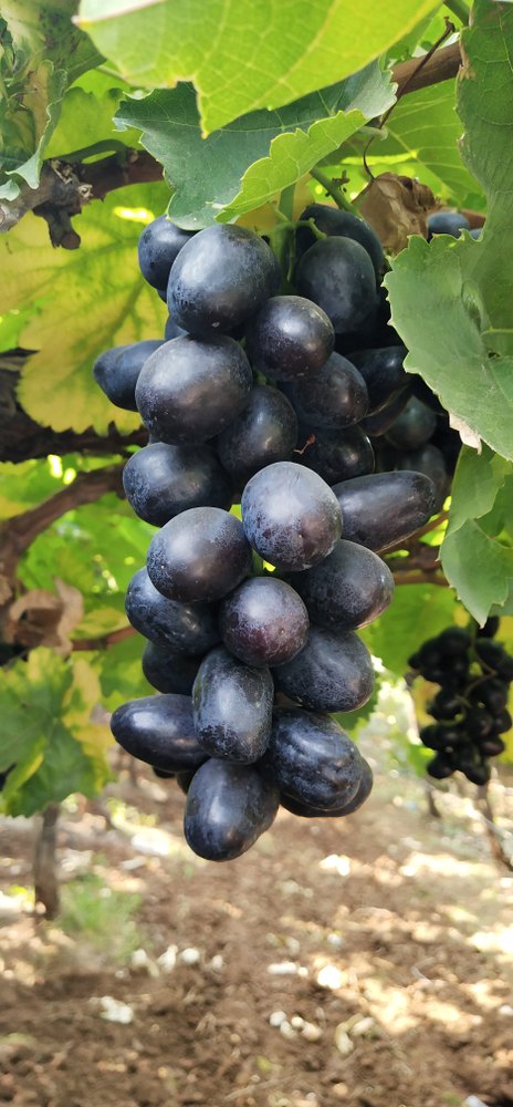 Fresh Black Seedless Grapes