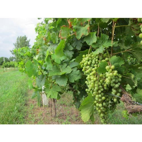 Well Watered Super Sonaka Seedless Green Grapes Plant, For Fruits