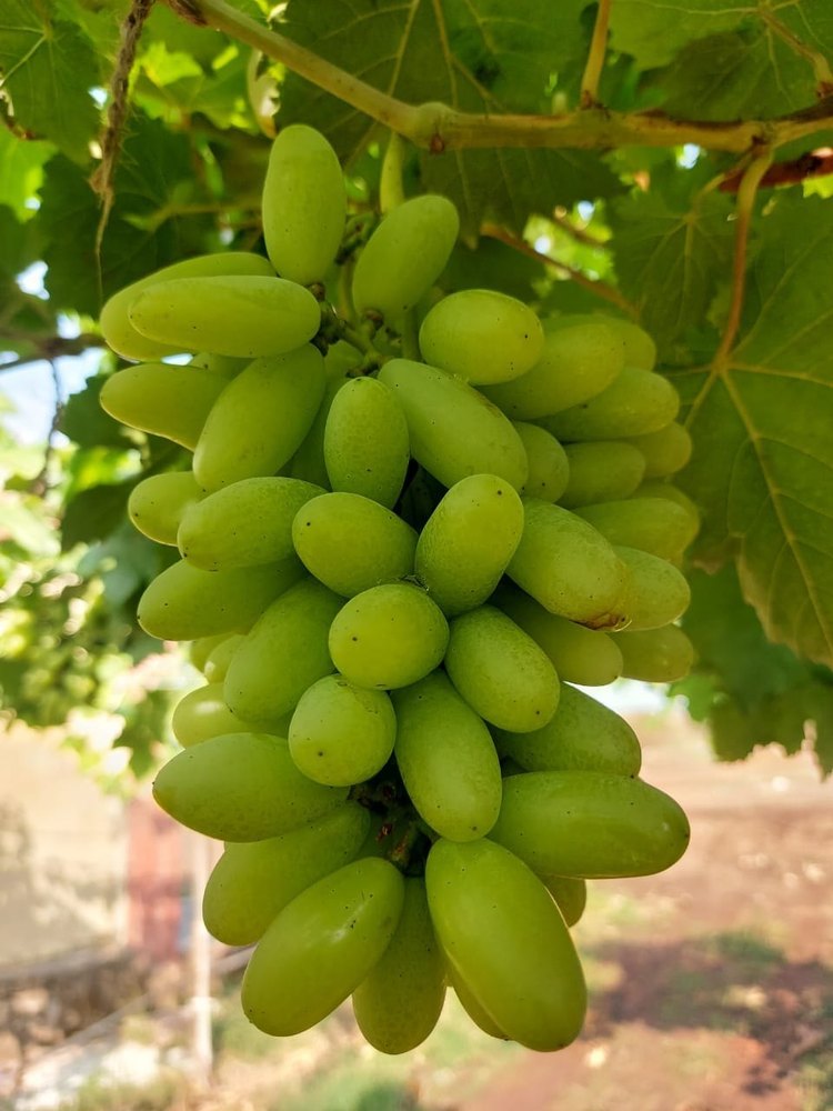 A Grade Thompson Seedless Green Grapes, Packaging Type: Thermocol, Packaging Size: 8 Kg