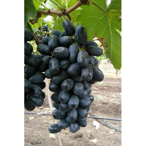 Black Seedless Grapes