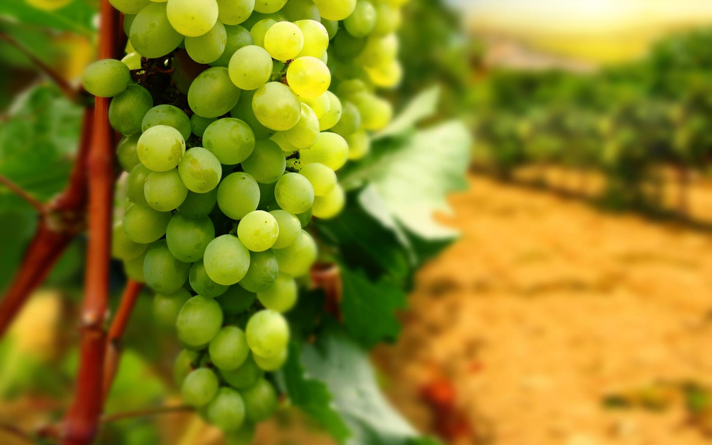 Seedless Thompson Grapes