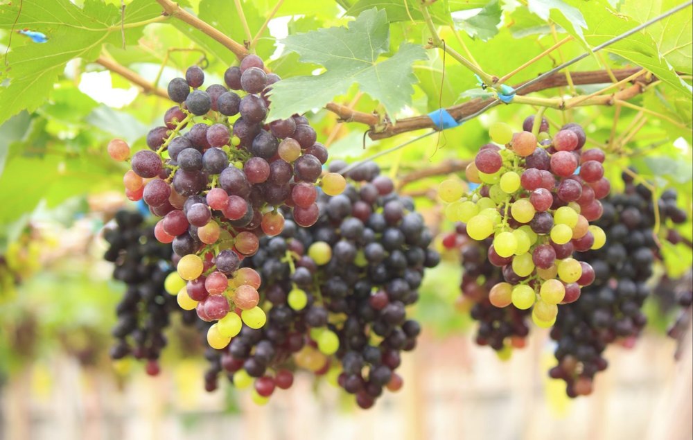 Seedless Grapes, Packaging Size: 5 kg, Packaging Type: Corrugated Box