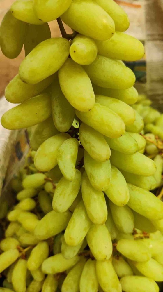 A Grade Green Seedless Grapes, Packaging Type: Loose, Packaging Size: 18