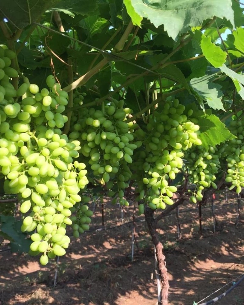 Seedless Grapes