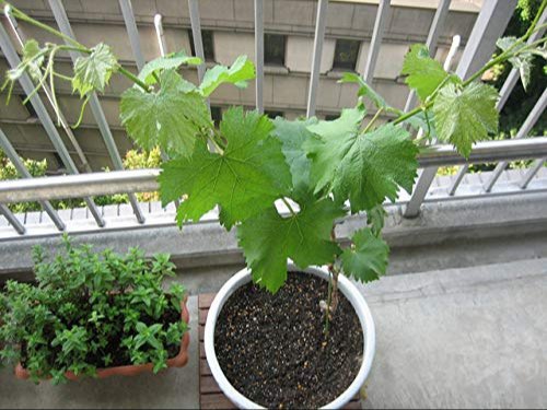 Grape Fruit