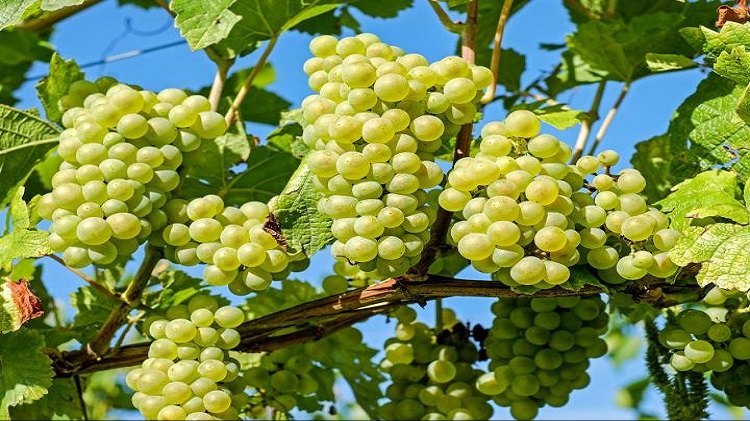 Fresh Grapes Fruit
