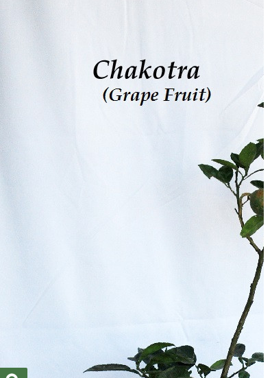 Chakotra (Grapefruit)
