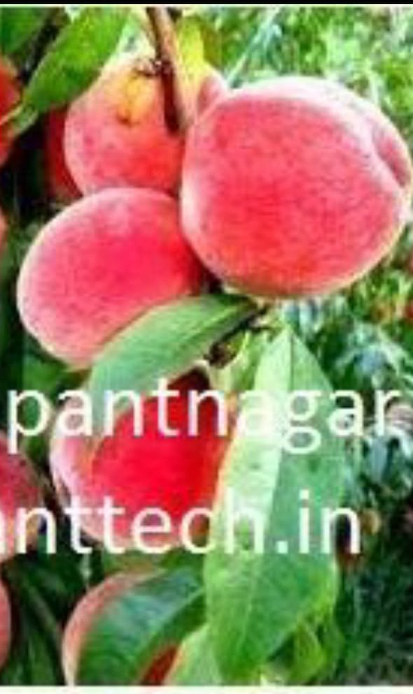 Peach Sharbati, Prabhat Aadu Shane Punjab, For Garden