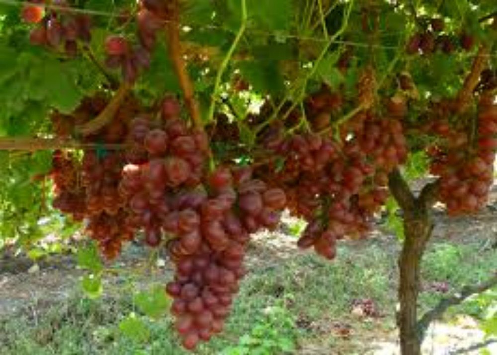 Fruit Full Sun Exposure Red Globe Grapes Plant, For Fruits
