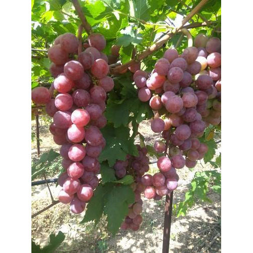 Fresh Red Grapes