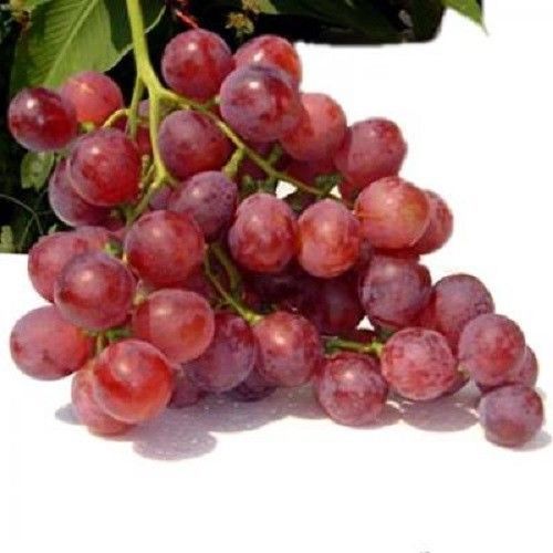 Red Globe Grape