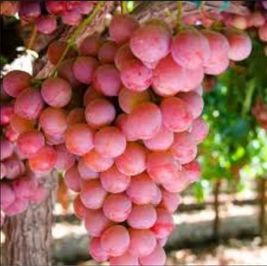 Fresh Red Globe Grapes