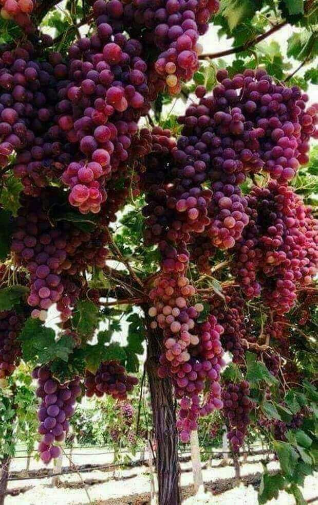 Red Globe Grape