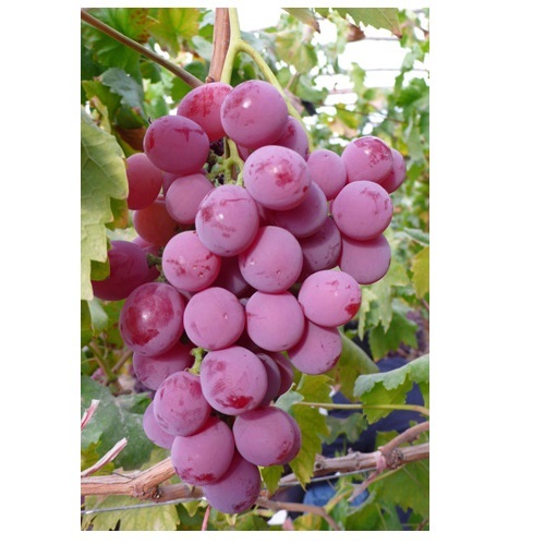 A Grade Organic Red Seeded Grapes, Packaging Type: Crate