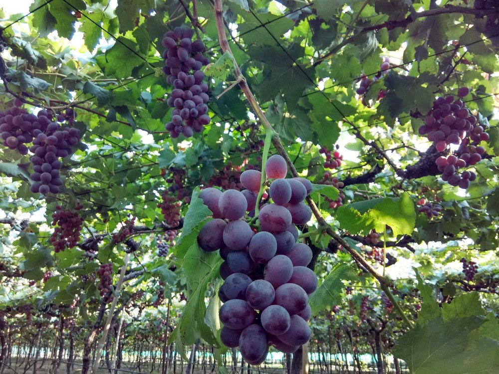 A Grade RedGlobe Grapes, Packaging Type: Carton, Packaging Size: 8