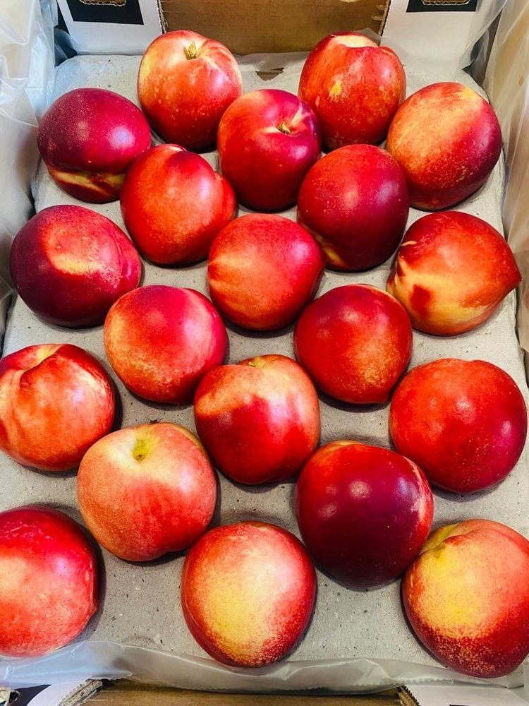 A Grade Apricot, Packaging Type: Carton, Packaging Size: 1kg