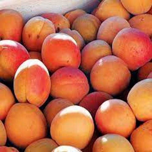 Apricot