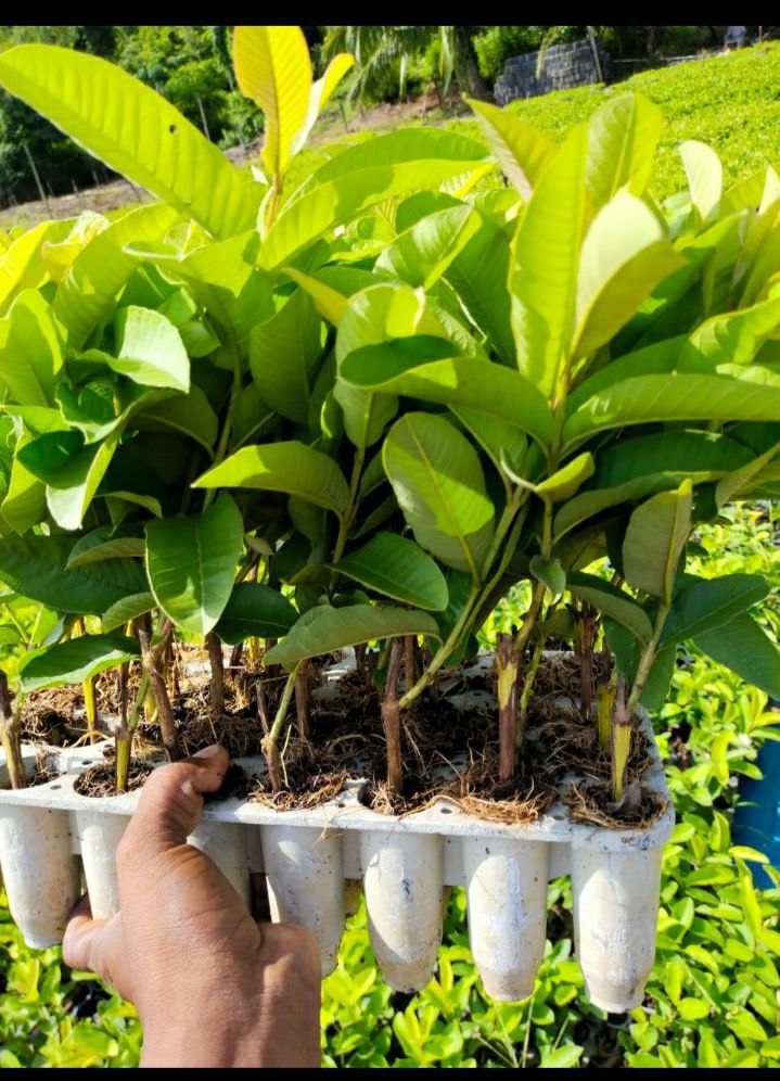 Well Watered Green Thai Guava Plant, For Fruits