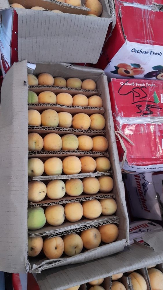A Grade Fresh Apricot, Packaging Type: Carton, Packaging Size: 1kg
