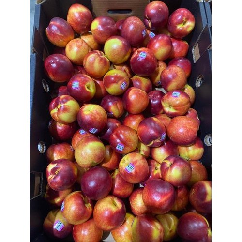 A Grade Fresh Organic Apricots, Packaging Type: Crate, Packaging Size: 5 Kg