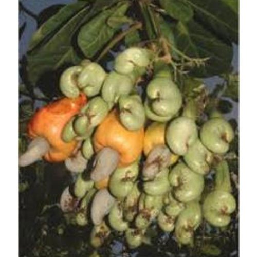 Full Sun Exposure Cashew Dried Fruit Plant