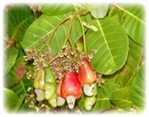 Cashew Apple