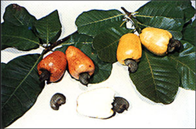 Cashew Apple