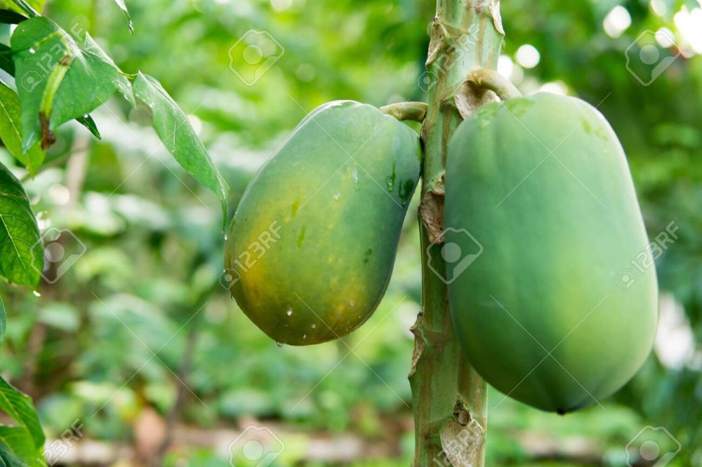 Organic Green Papaya