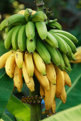 Tropical Fruits