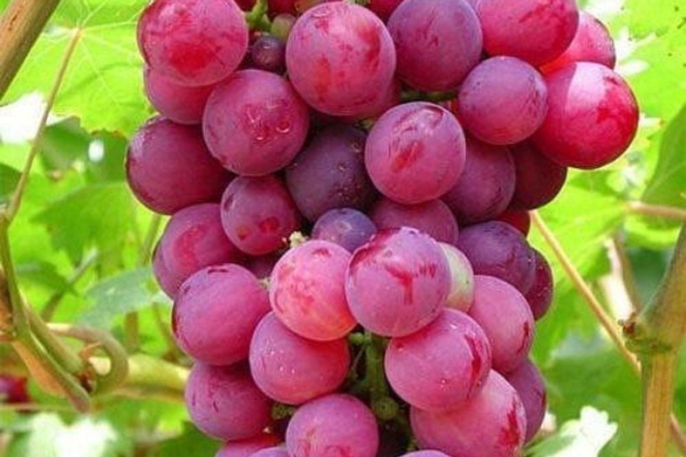 Red A Grade Fresh flem seedless grapes, Packaging Type: Loose