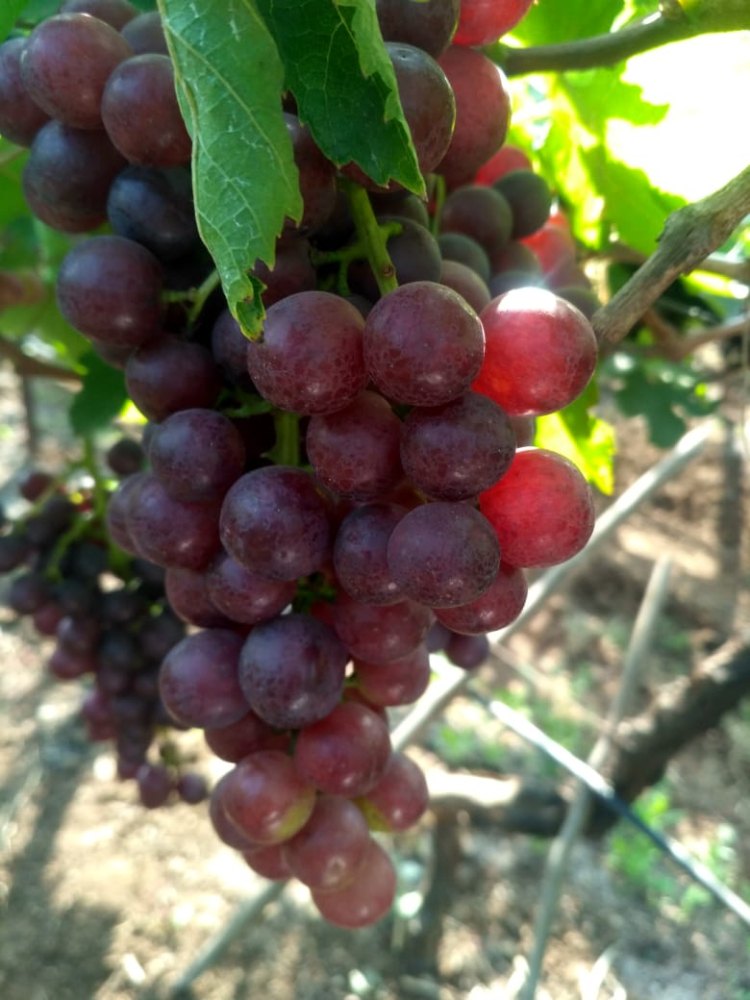 Flame Seedless Grapes