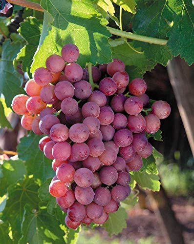 A Grade Flame Seedless Grapes, Packaging Type: Carton, Packaging Size: 5 Kg