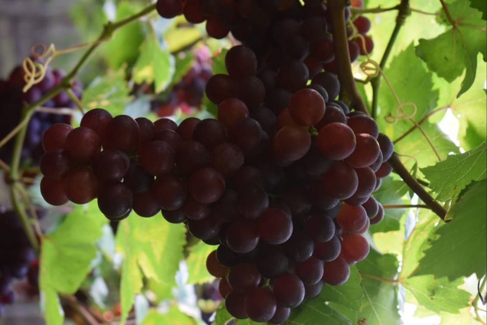 A Grade Flame Seedless Grapes, Packaging Type: Plastic Bag