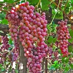Flame Seedless Grapes