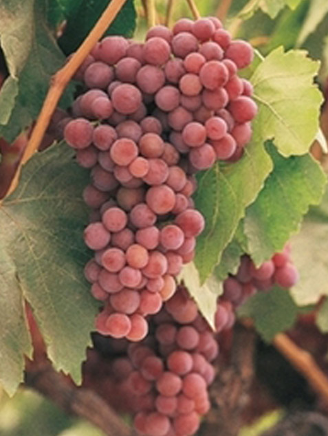 Flame Seedless Grapes