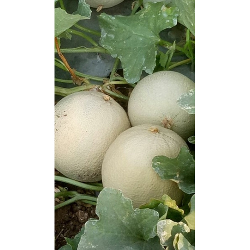 Cantaloupe Fresh Melon
